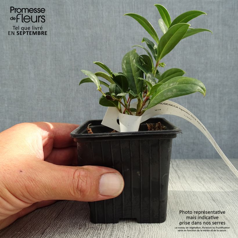 Exemplar von Sarcococca hookeriana var. humilis - Schleimbeere Kleine Töpfe von 8/9 cm wie im Herbst geliefert