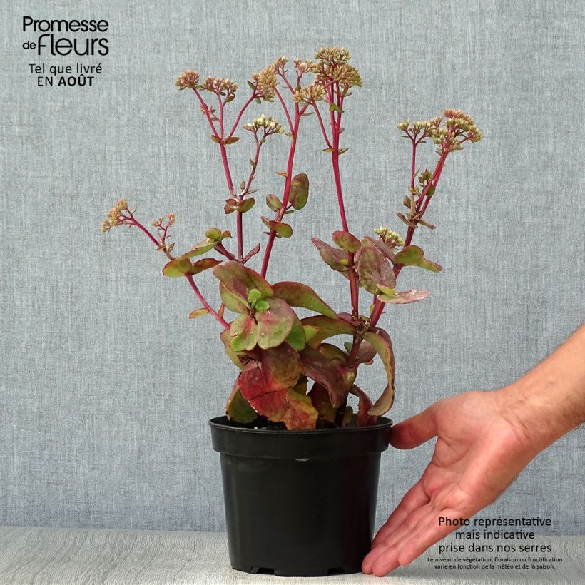 Exemplar von Fetthenne Matrona - Sedum Topf mit 2L/3L wie im Sommer geliefert