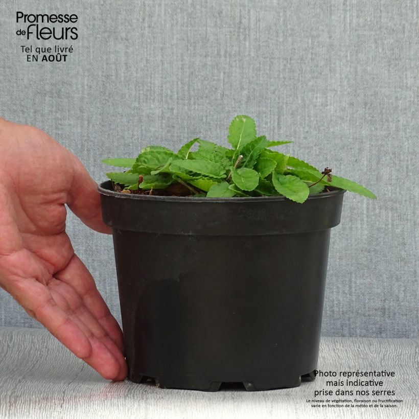 Exemplar von Heil-Ziest Hummelo - Stachys monieri Topf mit 2L/3L wie im Sommer geliefert