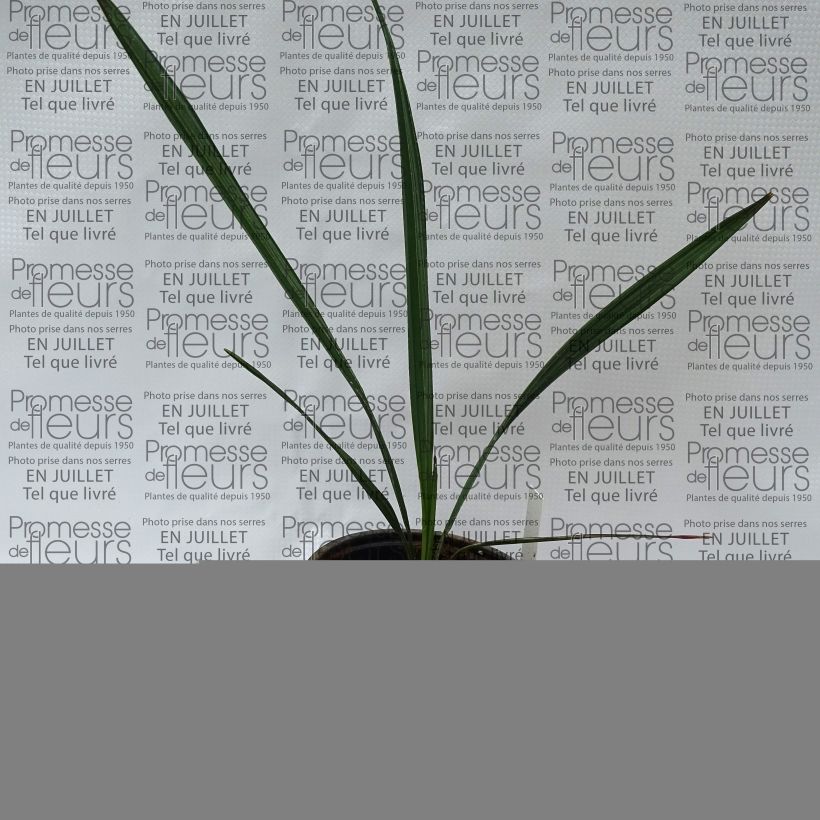 Exemplar von Sabal mauritiiformis - Mauritius-Palmettopalme Topf 12 cm / 13 cm wie im Sommer geliefert