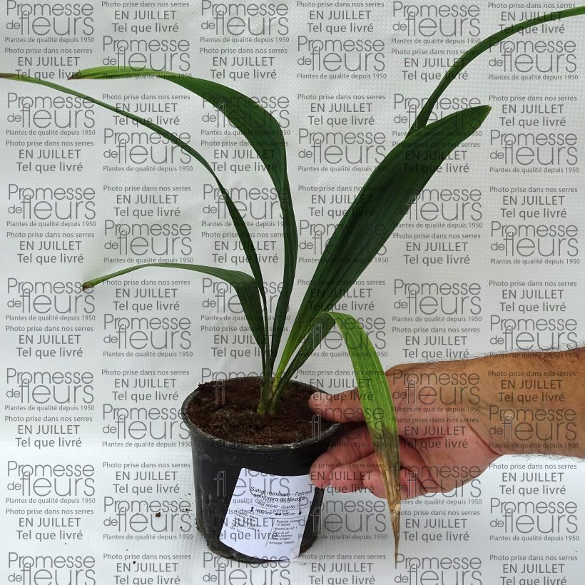 Exemplar von Sabal mexicana - Mexikanische Palmettopalme Topf 12 cm / 13 cm wie im Sommer geliefert
