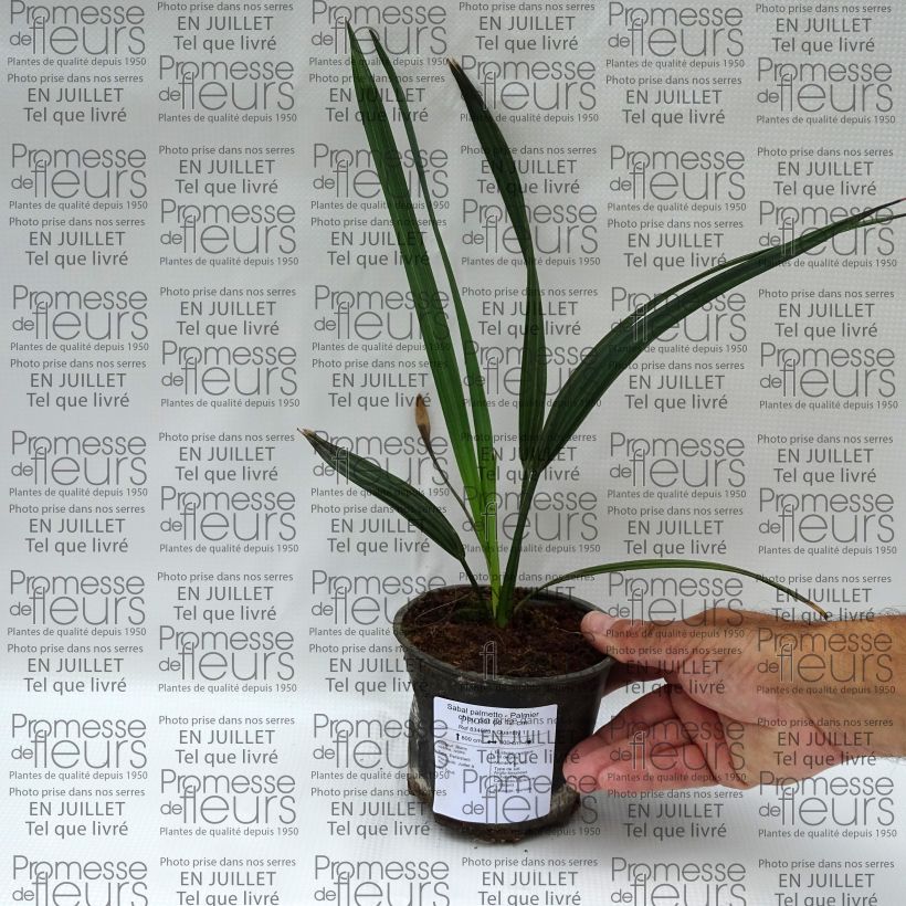 Exemplar von Sabal palmetto - Gewöhnliche Palmettopalme Topf 12 cm / 13 cm wie im Sommer geliefert