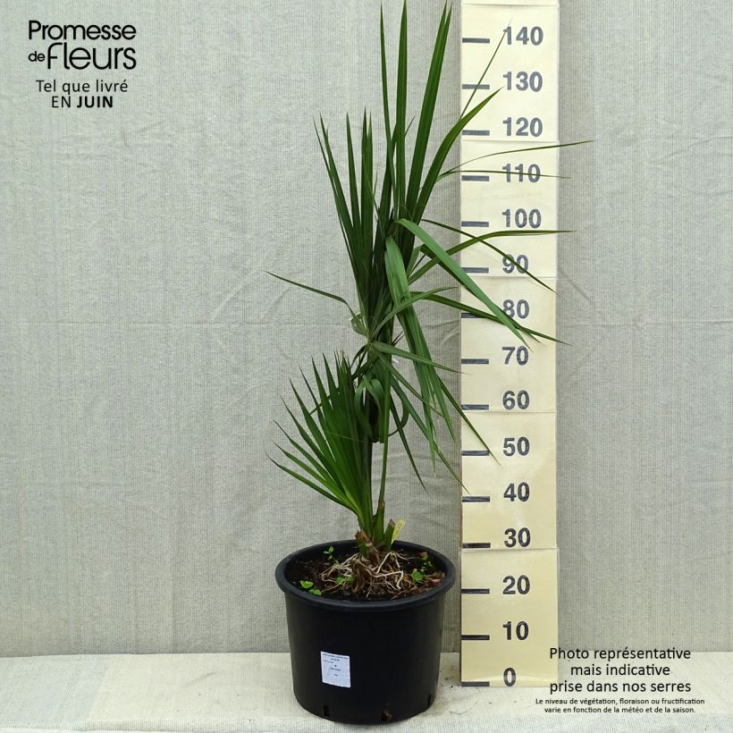 Exemplar von Sabal palmetto - Gewöhnliche Palmettopalme Topf mit 20L/25L wie im Sommer geliefert