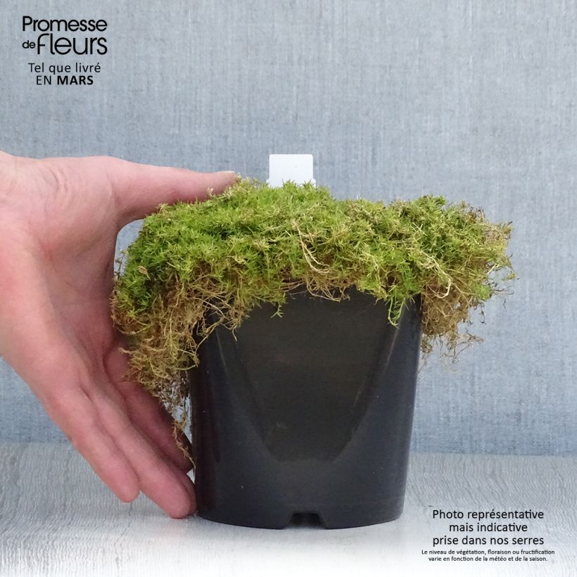 Exemplar von Sagina subulata Lime Moss - Pfriemblättriges Mastkraut Topf mit 1,5L/2L wie im Frühjahr geliefert