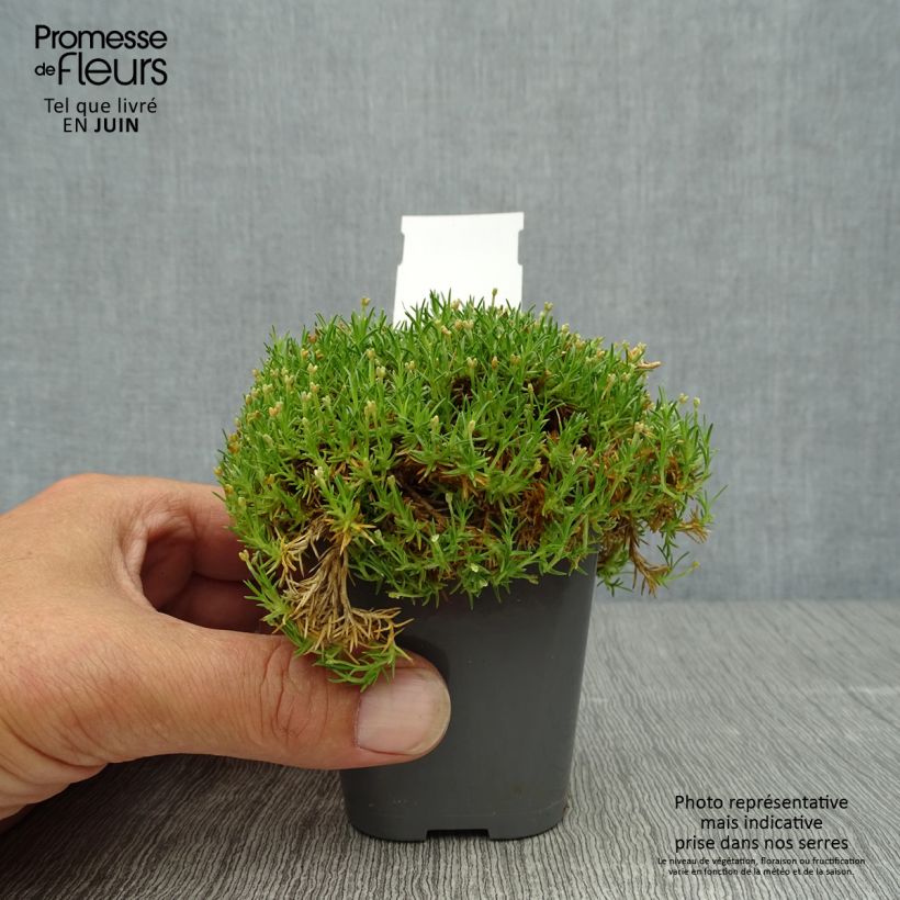 Exemplar von Sagina subulata Pine Green - Pfriemblättriges Mastkraut Kleine Töpfe von 8/9 cm wie im Sommer geliefert