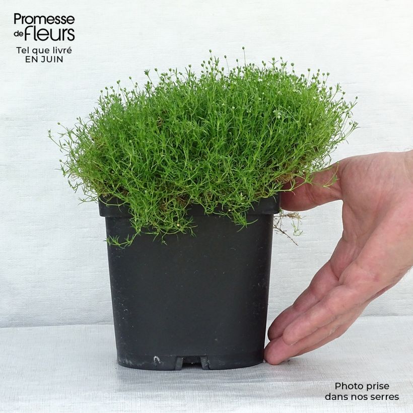 Exemplar von Sagina subulata - Pfriemblättriges Mastkraut Kleine Töpfe von 8/9 cm wie im Sommer geliefert