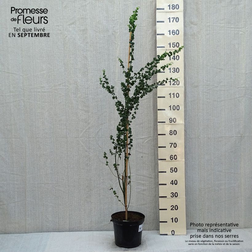 Exemplar von Trauer-Weide Crispa - Salix babylonica Topf mit 7,5L/10L wie im Sommer geliefert