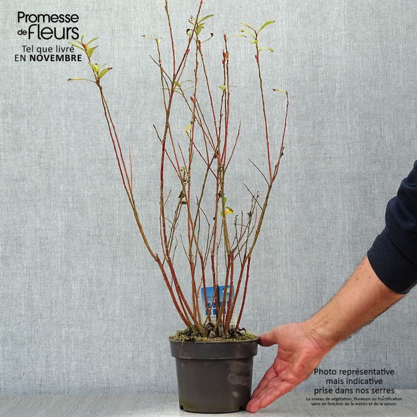 Exemplar von Rosa Riesen-Salweide Mount Aso - Salix gracilistyla Topf mit 2L/3L wie im Herbst geliefert