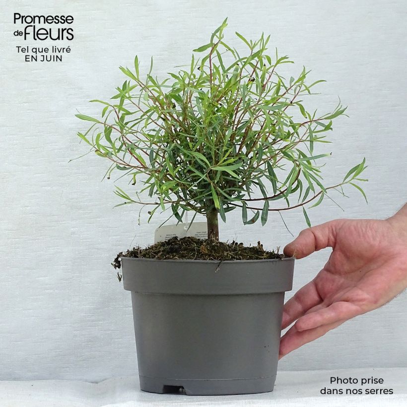 Exemplar von Purpur-Weide Nana - Salix purpurea Topf mit 2L/3L wie im Sommer geliefert
