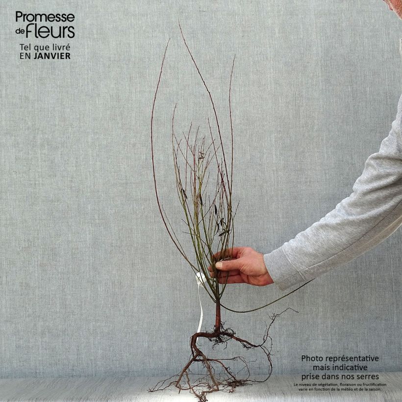 Exemplar von Purpur-Weide Nana - Salix purpurea Wurzelnackt wie im Winter geliefert