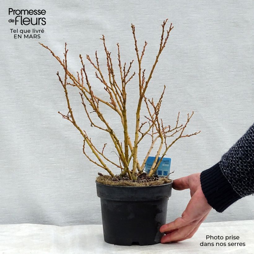 Exemplar von Kriech Weide - Salix tetrapla Topf mit 2L/3L wie im Frühjahr geliefert
