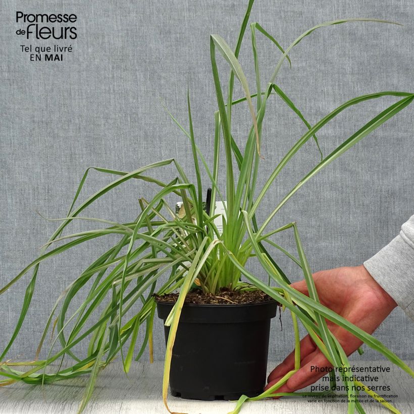 Exemplar von Haferwurzel - Tragopogon porrifolius Topf mit 1,5L/2L wie im Frühjahr geliefert
