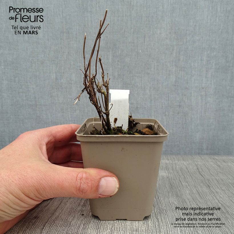Exemplar von Salvia Delice Gold and Wine - Ziersalbei Kleine Töpfe von 8/9 cm wie im Winter geliefert