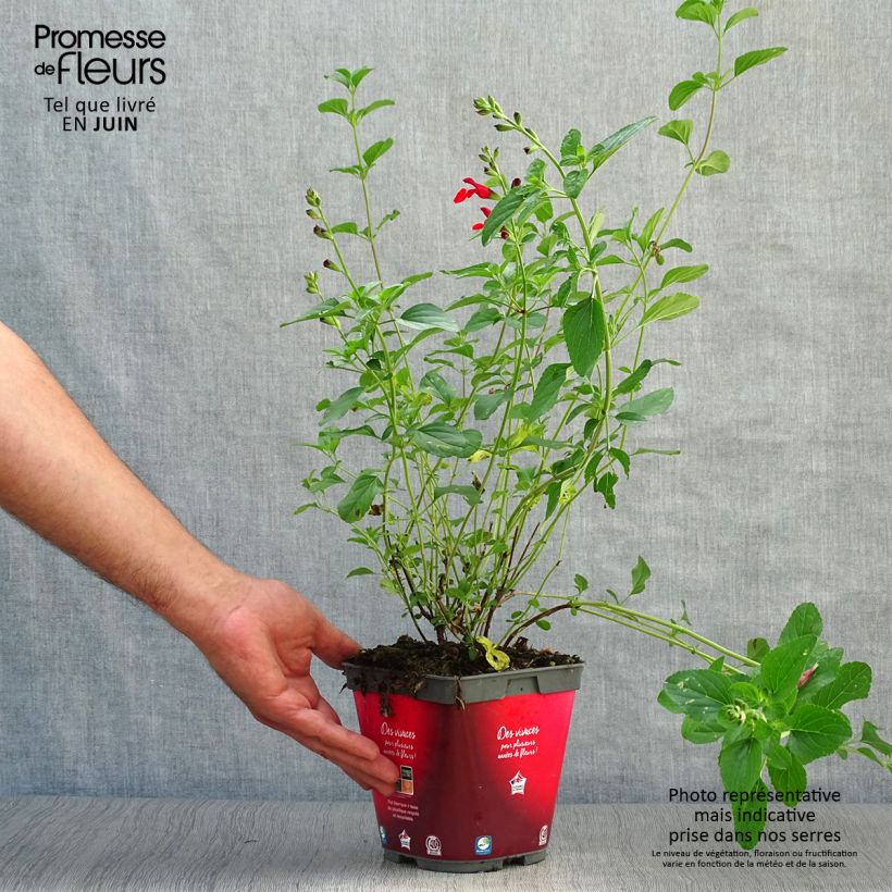 Exemplar von Salvia microphylla Royal Bumble Topf mit 2L/3L wie im Sommer geliefert