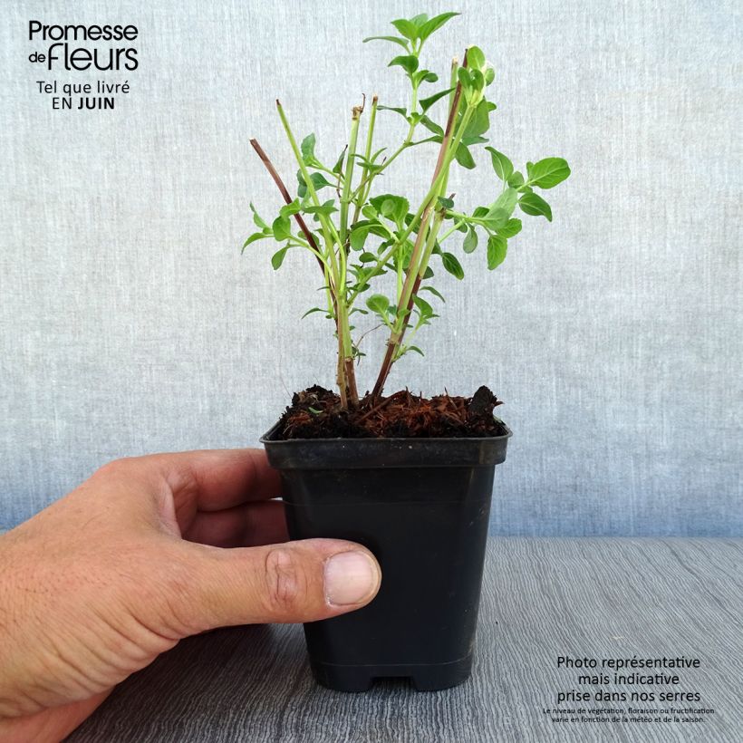 Exemplar von Salvia microphylla Royal Bumble Kleine Töpfe von 8/9 cm wie im Sommer geliefert