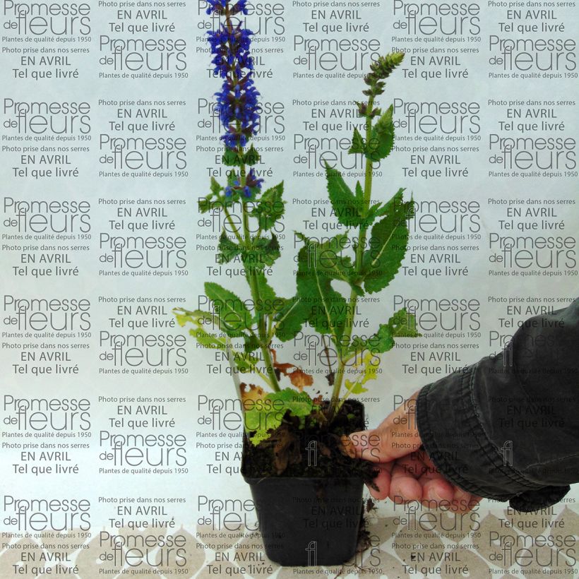 Beispiel eines Exemplars von Salvia nemorosa April Night - Steppen-Salbei Kleine Töpfe von 8/9 cm wie geliefert
