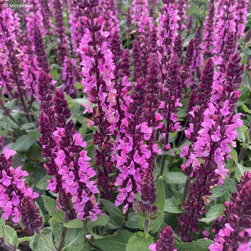 Salvia nemorosa Midnight Rose - Steppen-Salbei (Blüte)