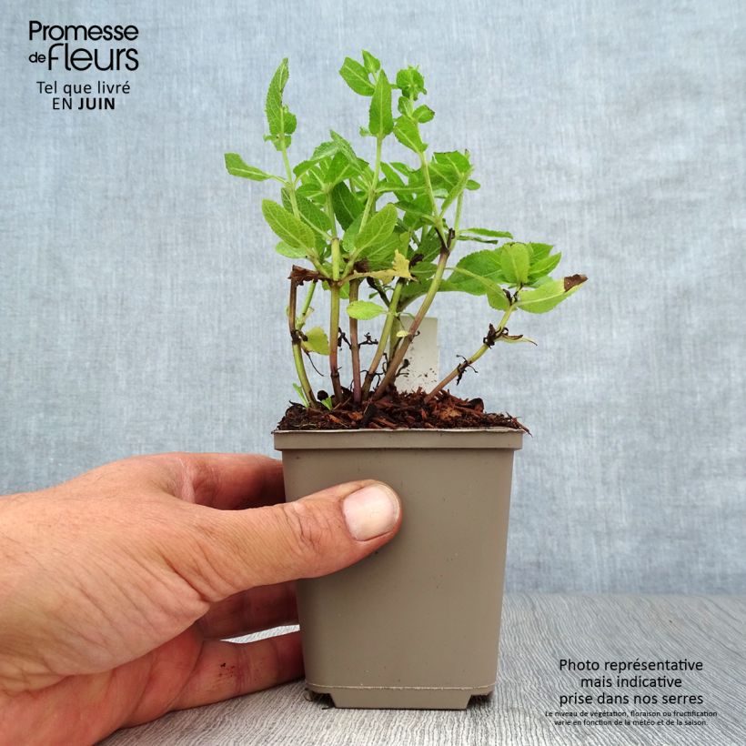 Exemplar von Salvia nemorosa Sensation Rose - Steppen-Salbei Kleine Töpfe von 8/9 cm wie im Sommer geliefert