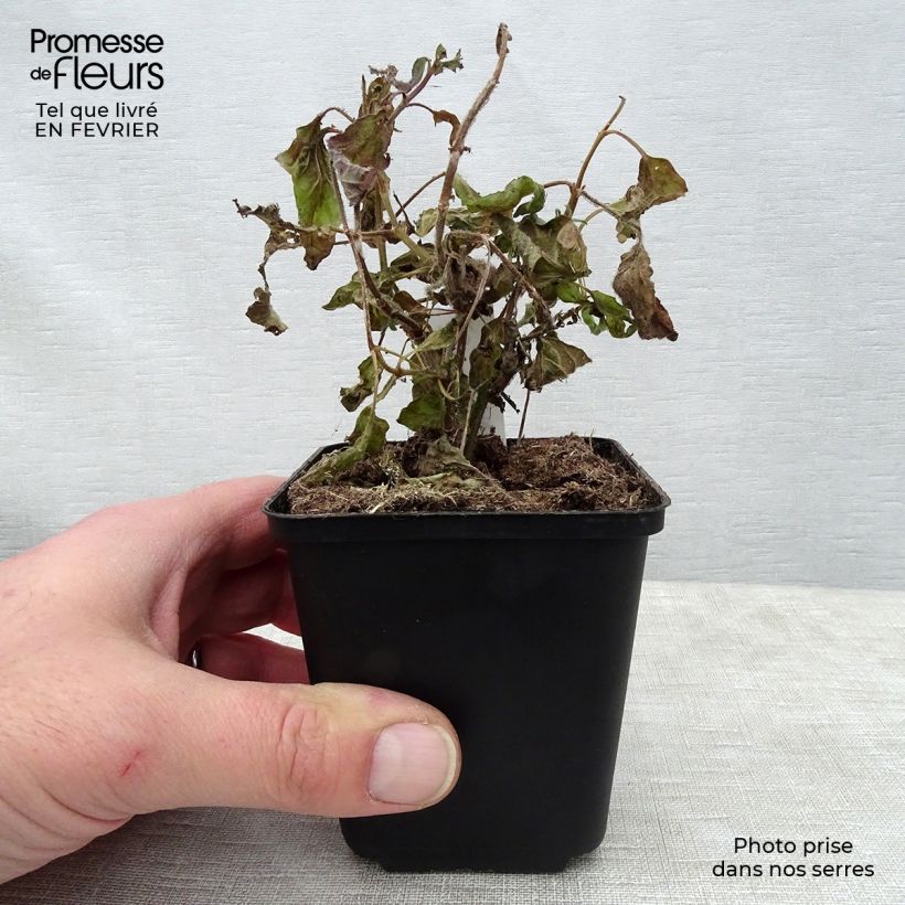 Exemplar von Salbei White Trophy - Salvia patens Kleine Töpfe von 8/9 cm wie im Winter geliefert