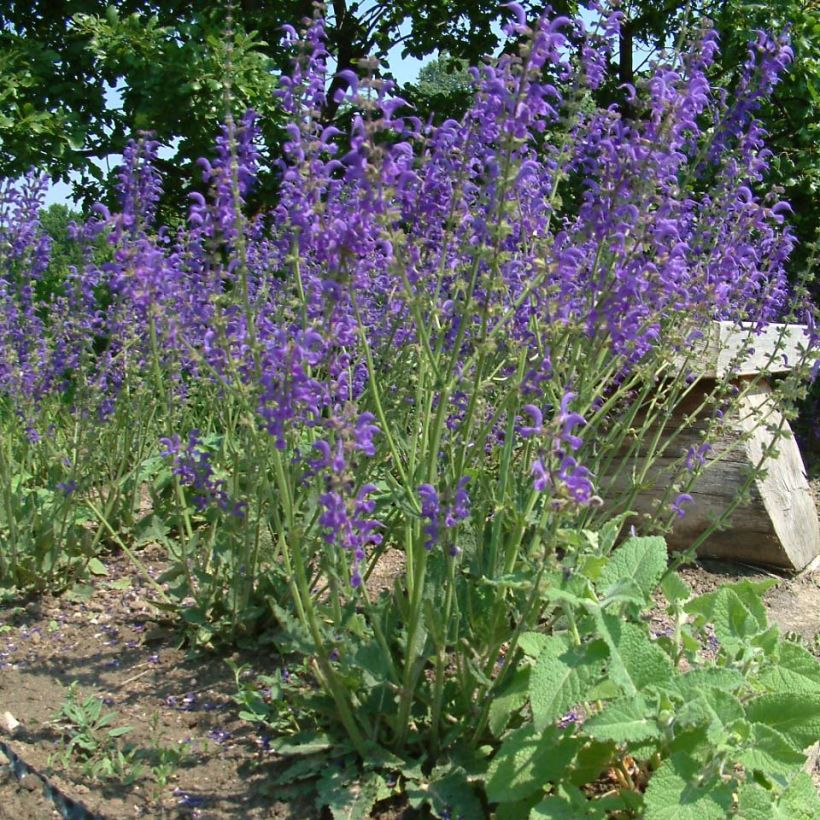 Salvia pratensis - Wiesensalbei (Hafen)