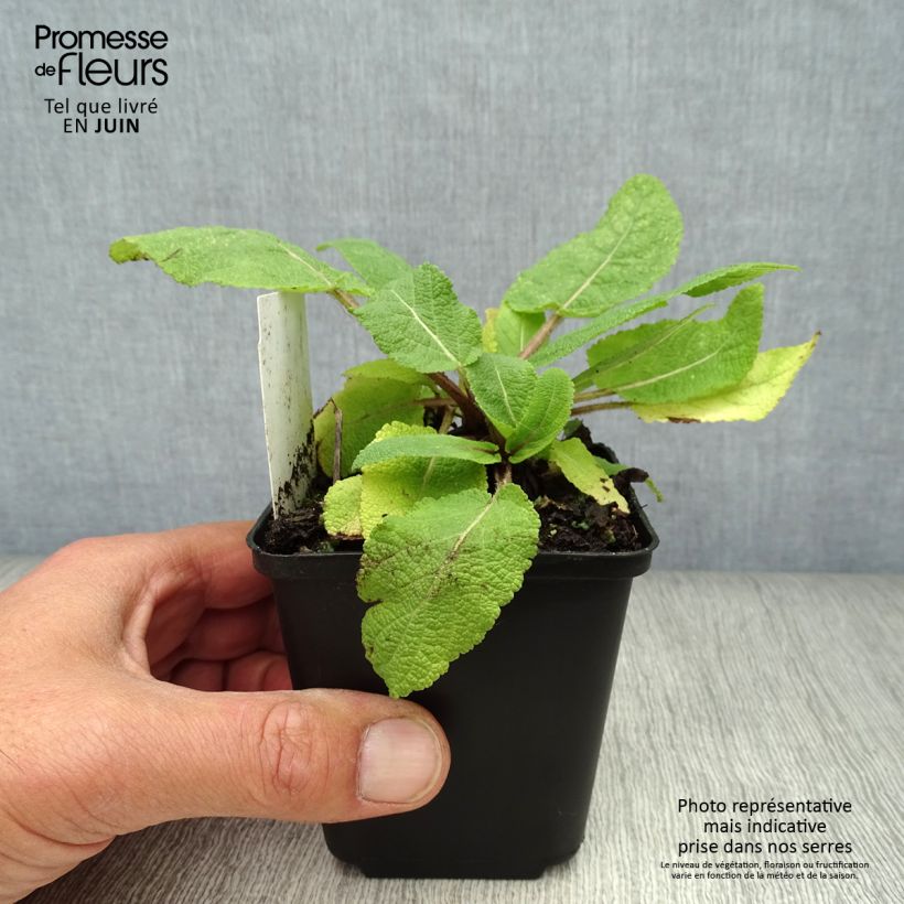 Exemplar von Salvia pratensis - Wiesensalbei Kleine Töpfe von 8/9 cm wie im Sommer geliefert