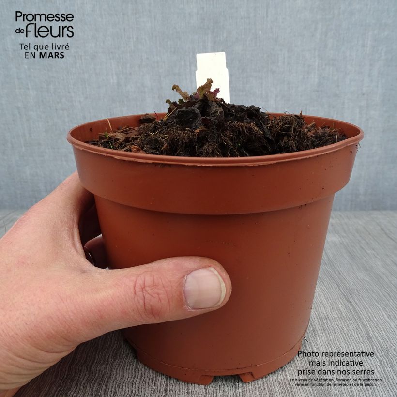 Exemplar von Salvia pratensis - Wiesensalbei Topf mit 2L/3L wie im Winter geliefert