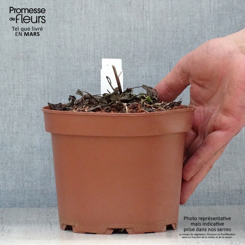 Exemplar von Salvia pratensis - Wiesensalbei Topf mit 2L/3L wie im Frühjahr geliefert
