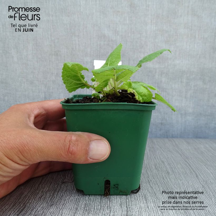 Exemplar von Salvia pratensis Swan Lake - Wiesensalbei Kleine Töpfe von 8/9 cm wie im Sommer geliefert