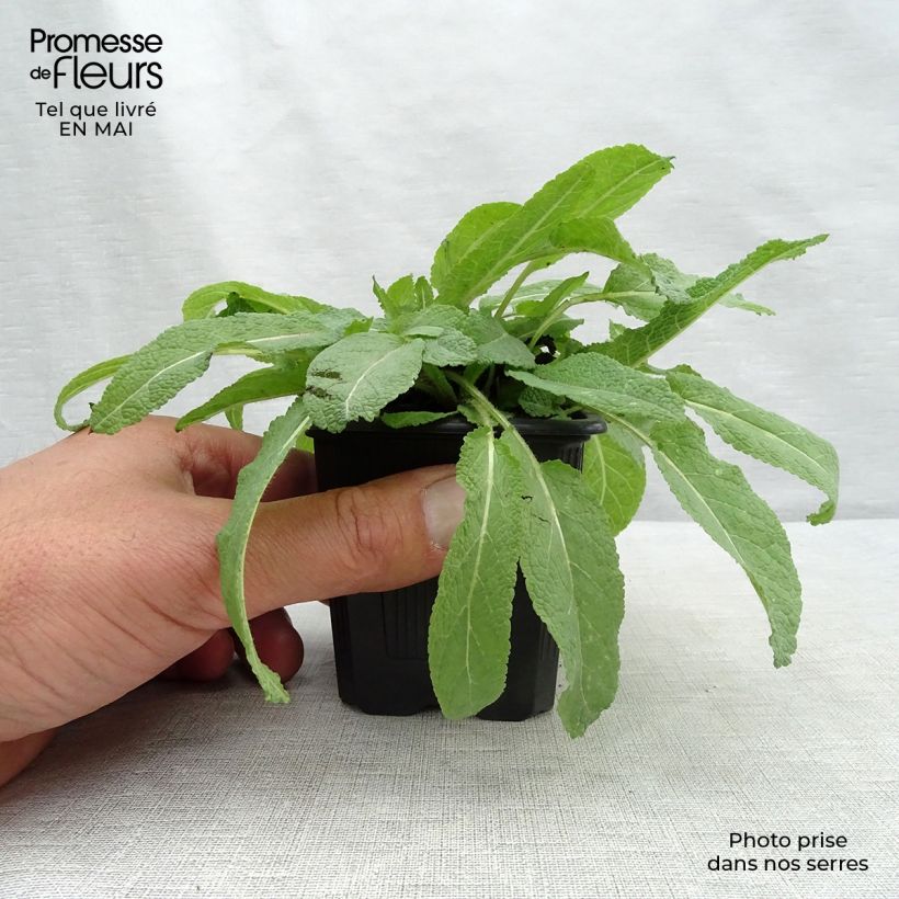 Exemplar von Salvia pratensis Sweet Esmeralda - Wiesensalbei Kleine Töpfe von 8/9 cm wie im Frühjahr geliefert