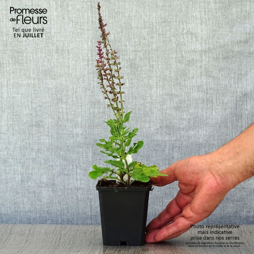 Exemplar von Salvia superba Reine Bleue - Ziersalbei Kleine Töpfe von 8/9 cm wie im Sommer geliefert