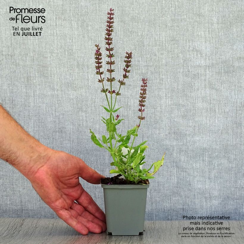 Exemplar von Salvia superba Reine Rose - Ziersalbei Kleine Töpfe von 8/9 cm wie im Sommer geliefert