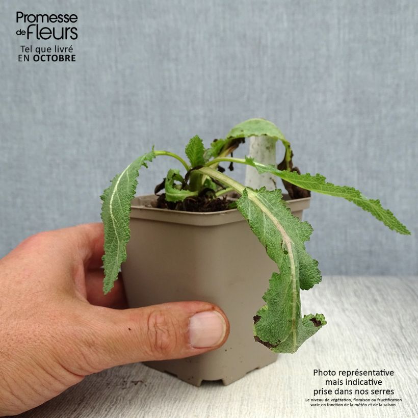 Exemplar von Salvia sylvestris Dear Anja - Steppen-Salbei Kleine Töpfe von 8/9 cm wie im Herbst geliefert