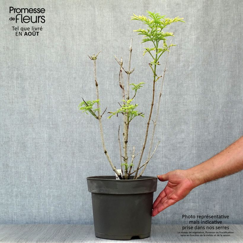 Exemplar von Schwarzer Holunder Golden Tower - Sambucus nigra Topf mit 7,5L/10L wie im Sommer geliefert