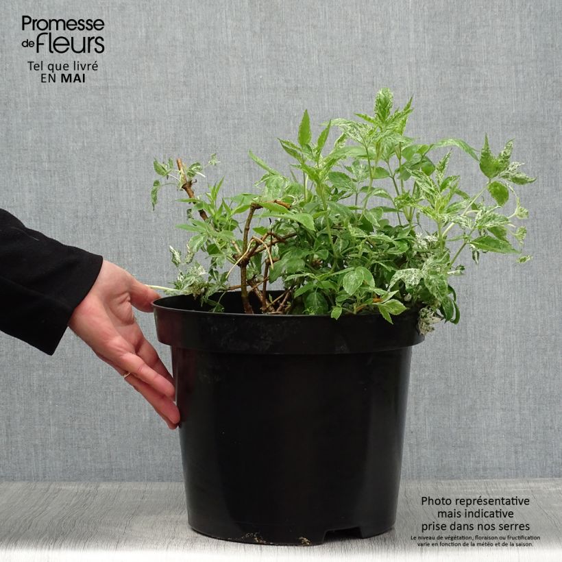 Exemplar von Schwarzer Holunder Pulverulenta - Sambucus nigra Topf mit 3L/4L wie im Frühjahr geliefert