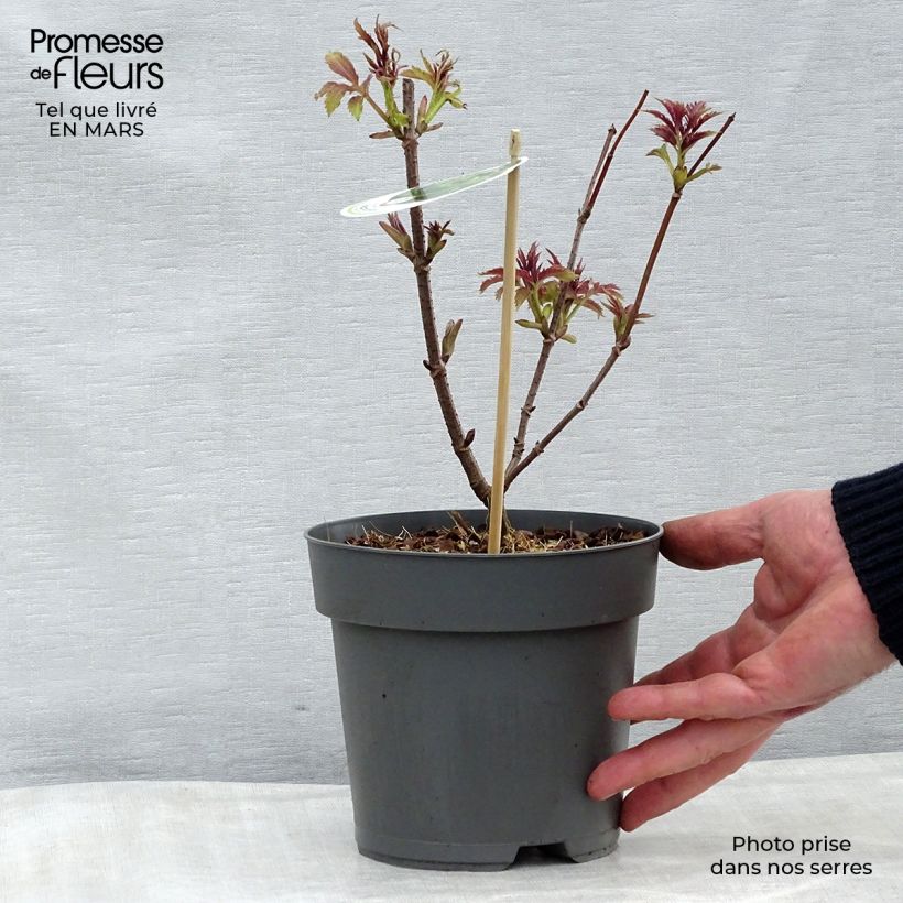 Exemplar von Trauben-Holunder Plumosa Aurea - Sambucus racemosa Topf mit 2L/3LGelieferte Höhe ca. 20/30cm wie im Frühjahr geliefert