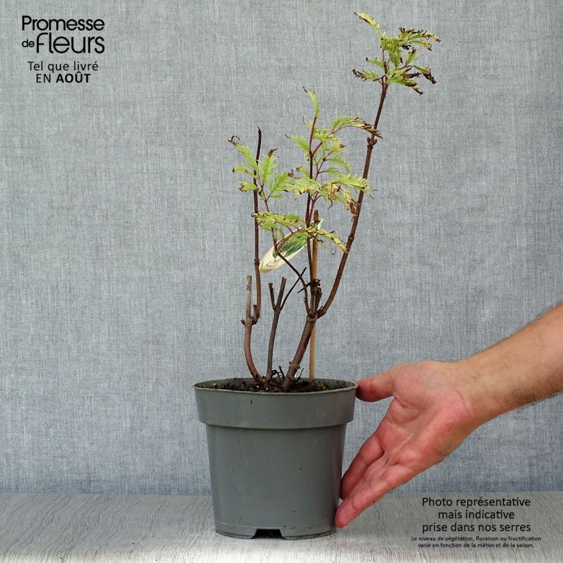 Exemplar von Trauben-Holunder Plumosa Aurea - Sambucus racemosa Topf mit 2L/3L wie im Sommer geliefert