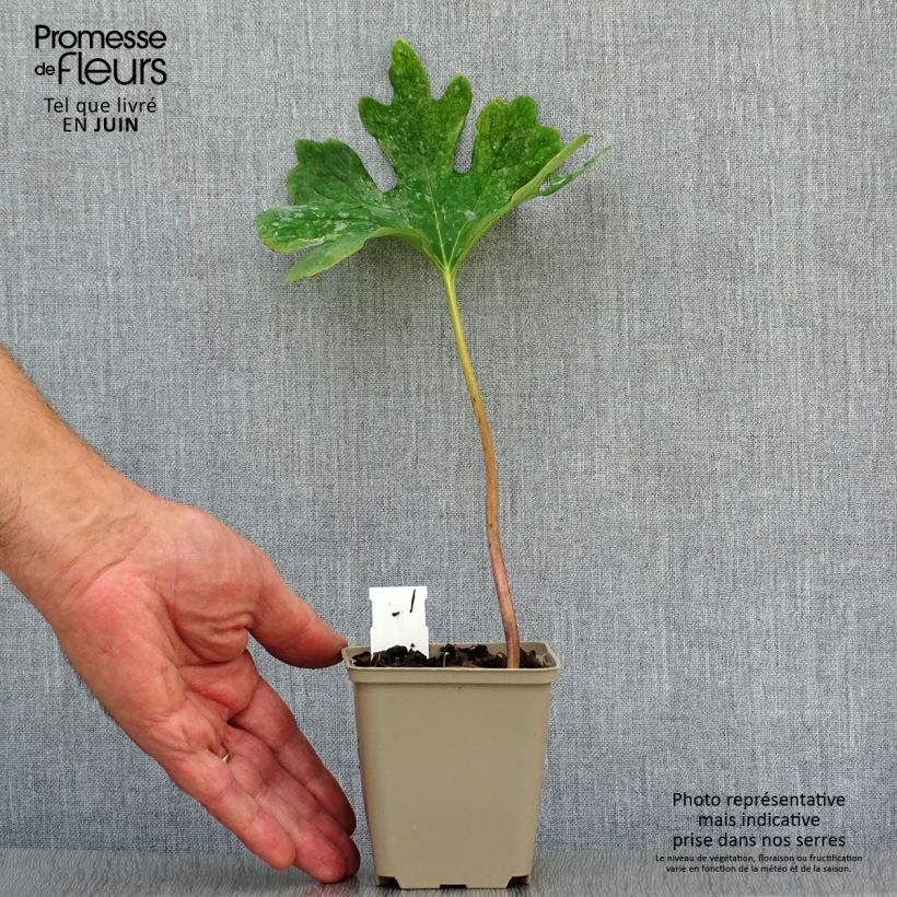 Exemplar von Sanguinaria canadensis - Blutwurz Kleine Töpfe von 8/9 cm wie im Sommer geliefert