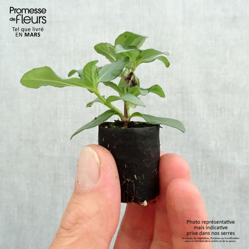 Exemplar von Sanvitalia speciosa Aztekengold - Husarenknopf Mini-Plug Ø 3/4 cm wie im Frühjahr geliefert