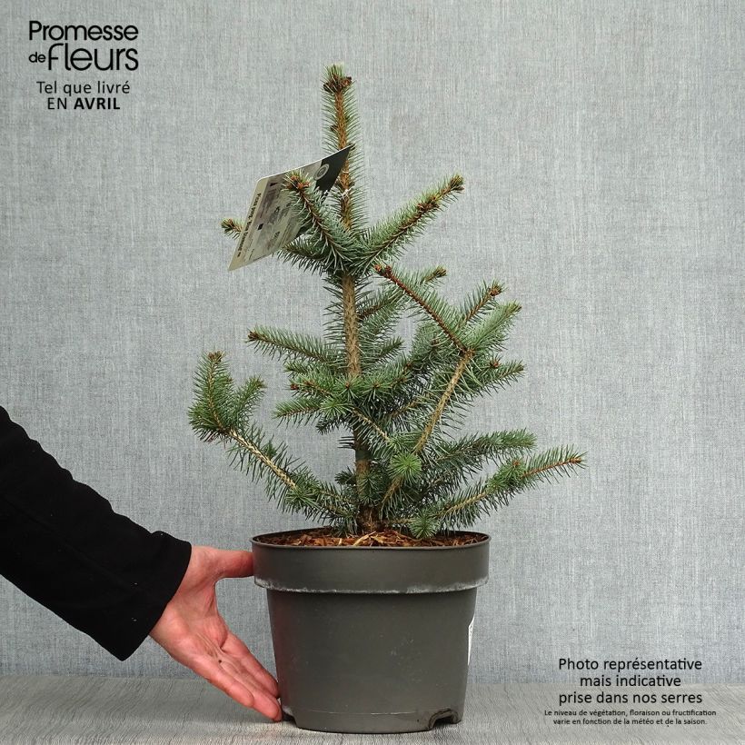 Exemplar von Picea pungens Blue Diamond Topf mit 4L/5L wie im Frühjahr geliefert