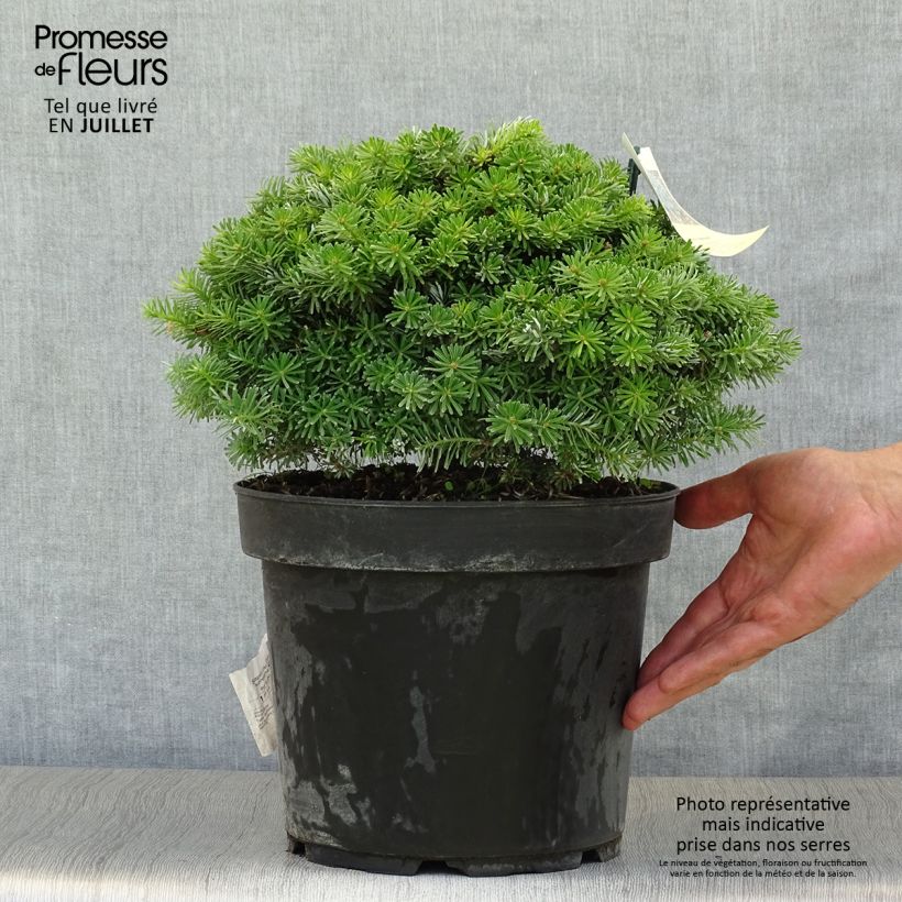 Exemplar von Abies koreana Nadelkissen - Koreanische Tanne Topf mit 7,5L/10L wie im Sommer geliefert