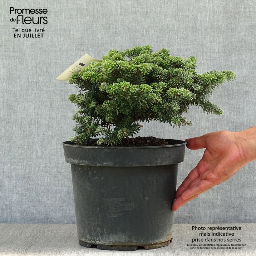 Exemplar von Abies koreana Tundra - Koreanische Tanne Stück wie im Sommer geliefert