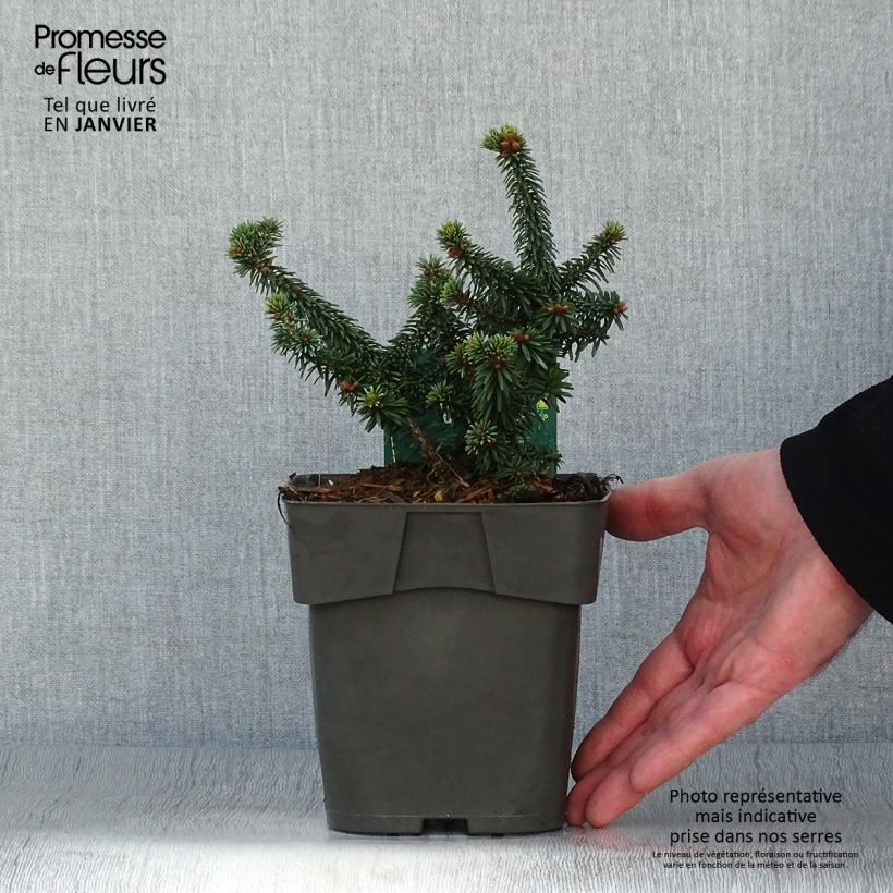 Exemplar von Abies balsamea Piccolo - Balsam-Tanne Topf mit 2L/3L wie im Winter geliefert