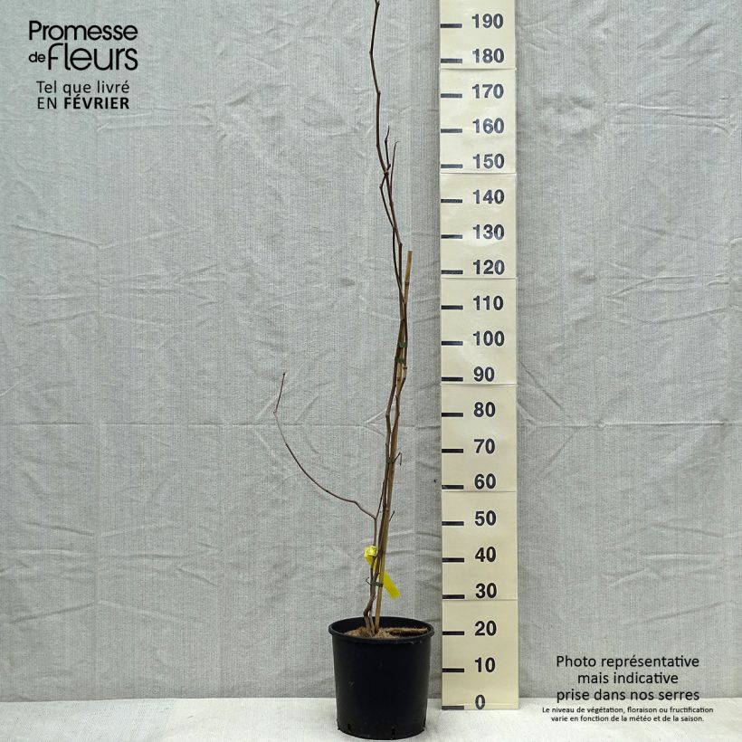 Exemplar von Sapium japonicum - Japanischer Seifenbaum Topf mit 12L/15L wie im Winter geliefert