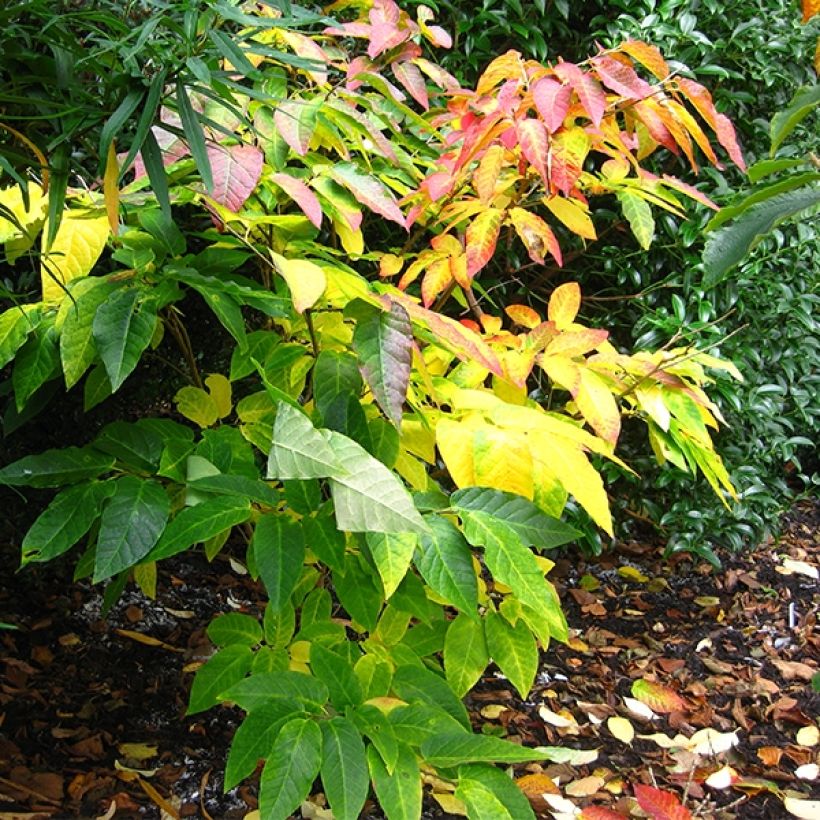 Sapium japonicum - Japanischer Seifenbaum (Hafen)