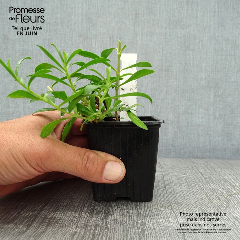 Exemplar von Saponaria Max Frei - Seifenkraut Kleine Töpfe von 8/9 cm wie im Sommer geliefert
