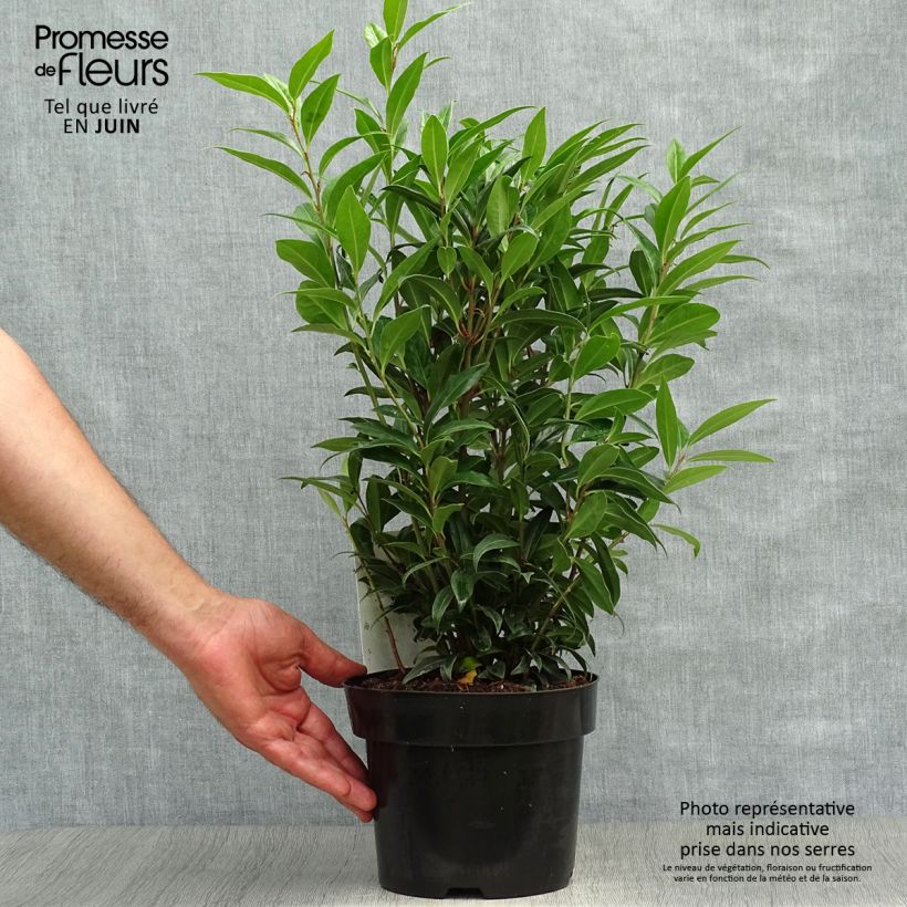 Exemplar von Sarcococca Winter Gem - Schleimbeere Topf mit 2L/3L wie im Sommer geliefert