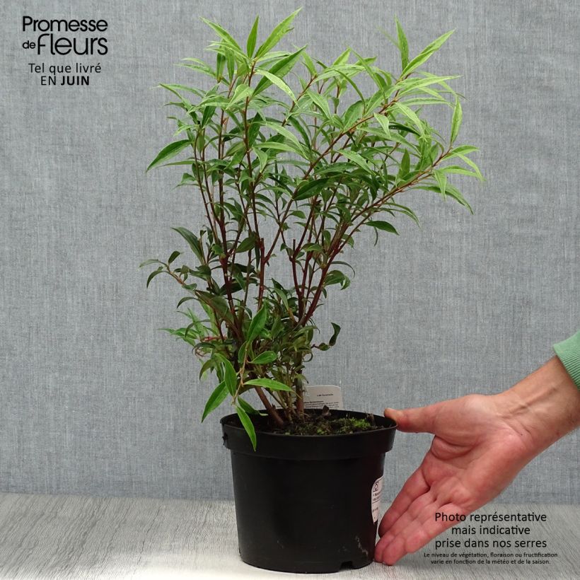Exemplar von Sarcococca hookeriana var. digyna - Schleimbeere Topf mit 2L/3L wie im Sommer geliefert