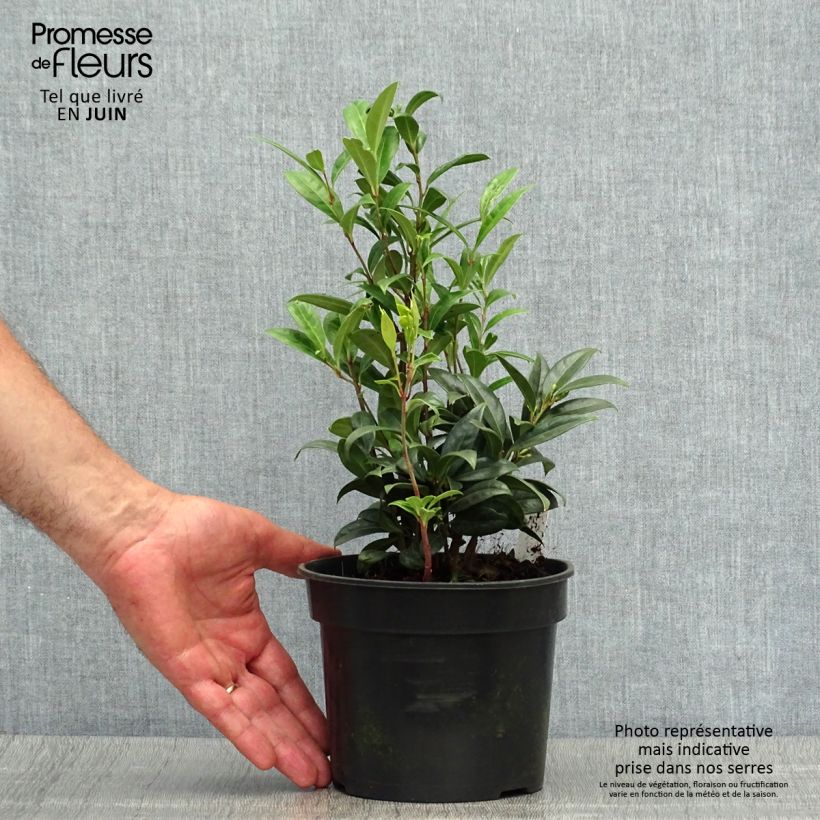 Exemplar von Sarcococca hookeriana var. humilis - Schleimbeere Topf mit 2L/3L wie im Sommer geliefert