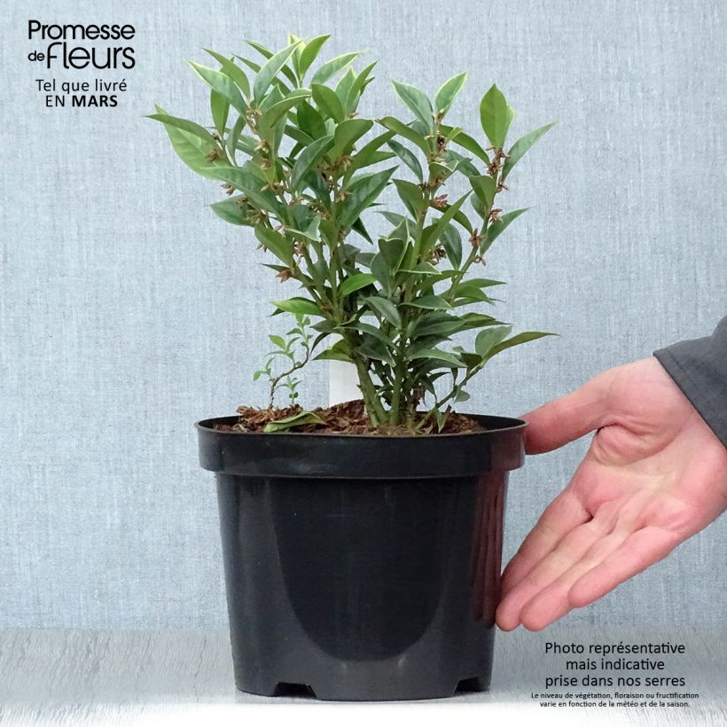 Exemplar von Sarcococca orientalis - Schleimbeere Topf mit 2L/3L wie im Frühjahr geliefert