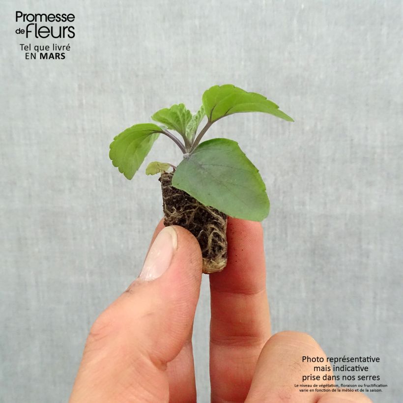 Exemplar von Salvia Big Blue - Ziersalbei Mini-Plug Ø 1,5/2,5 cm wie im Frühjahr geliefert